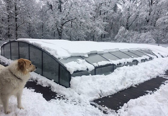 protecting pets around swimming pools