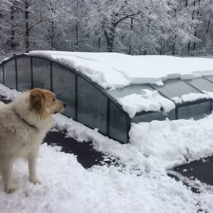 How to protect pets and wildlife from your swimming pool?